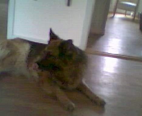 Schæferhund Tilde - " Nu går jeg altså snaart ! billede 13