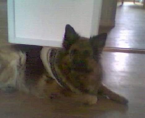 Schæferhund Tilde - " HVAD ? ja jeg er smuk ved det " hehe billede 15