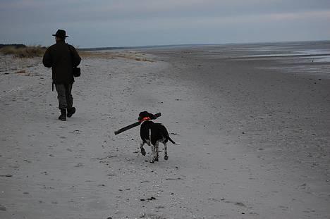 Gammel dansk hønsehund Mille - Vent på mig far!! Hou 2. juledag billede 14