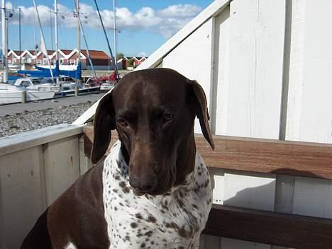 Gammel dansk hønsehund Mille - Skulle det nu være sjovt? billede 15