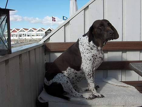 Gammel dansk hønsehund Mille - Uhh... billede 16