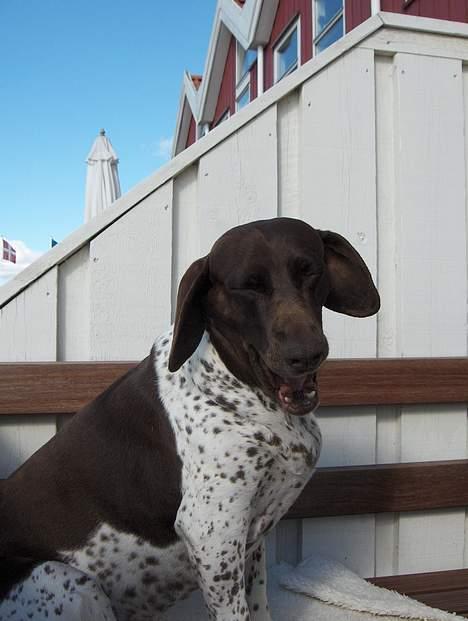 Gammel dansk hønsehund Mille - Ha ha ha ha ha.... billede 17