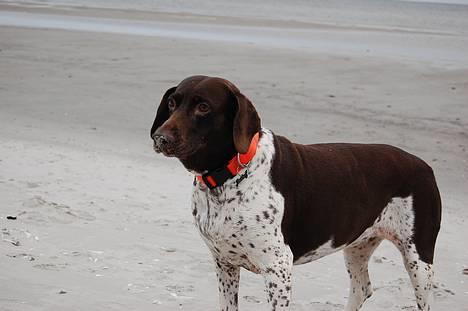 Gammel dansk hønsehund Mille - Tur til stranden ved Hou 2. juledag billede 18
