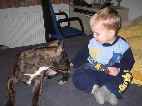 Amerikansk staffordshire terrier Cody RIP - Det er altid dejligt at kunne fremvise et lille barn i tryg leg med en såkaldt "Dræberhund, Kamphund" og hvad dekloge ellers kalder vores elskede hunde... billede 12