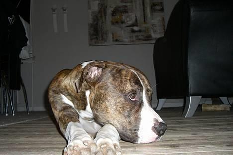 Amerikansk bulldog Lester - det var ikke mig billede 1