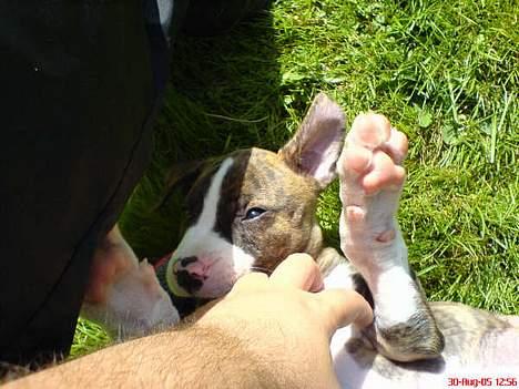 Amerikansk bulldog Lester billede 2