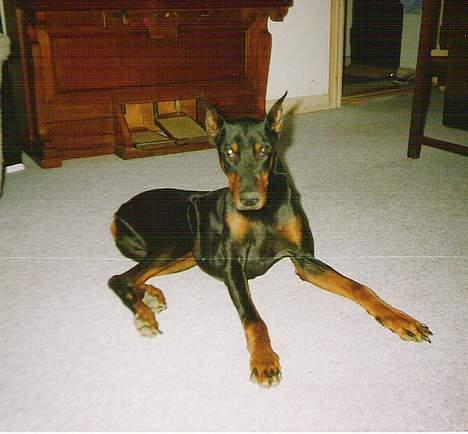 Dobermann Sultan *Død* billede 1
