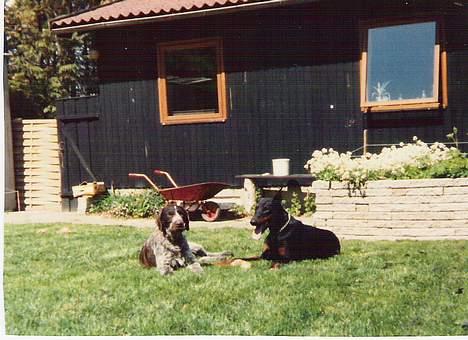 Dobermann Sultan *Død* billede 3