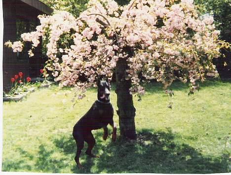 Dobermann Sultan *Død* billede 4