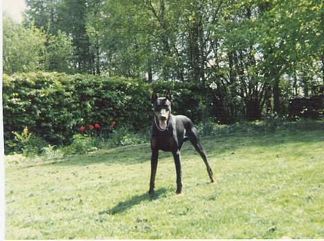 Dobermann Sultan *Død* billede 5