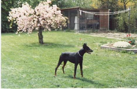 Dobermann Sultan *Død* billede 6