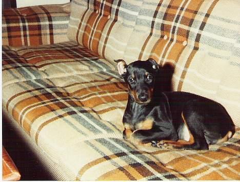 Dobermann Sultan *Død* - Sultan som hvalp billede 7