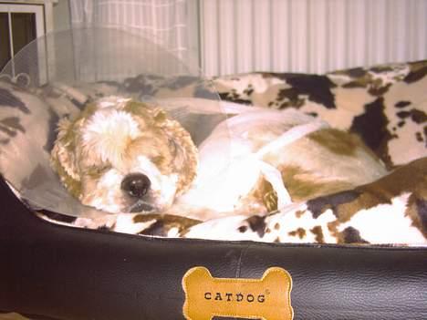 Amerikansk cocker spaniel Galaksi Rocket Man billede 15