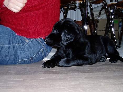 Flat coated retriever Sally billede 1