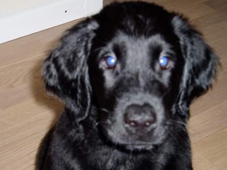 Flat coated retriever Sally billede 2