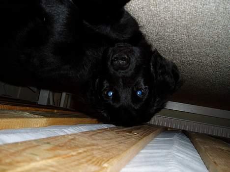 Flat coated retriever Sally - Billedet er taget mens jeg ligger på maven på og bøjer ind under sengen.............. billede 3