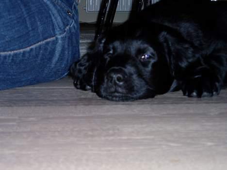 Flat coated retriever Sally billede 4