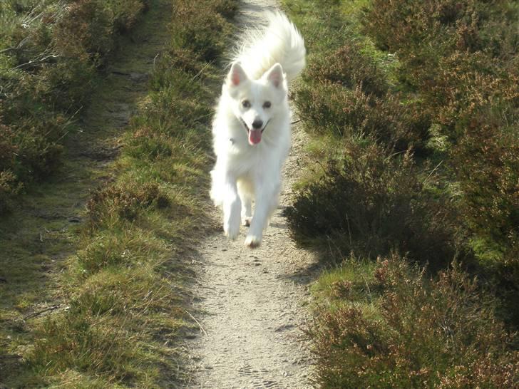 Blanding af racer Bailey - I fuld firspring ved Flyndersø.... elsker at løbe frit omkring derude. billede 6