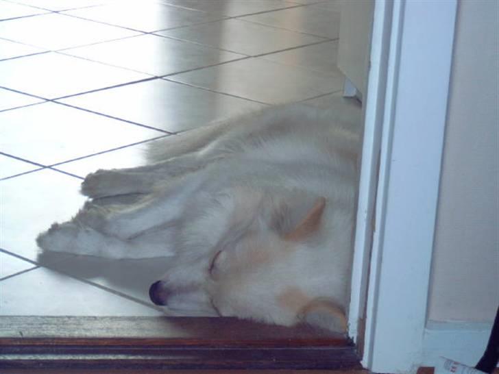 Blanding af racer Bailey - Helt væk i drømme land....3 år gammel her... billede 7