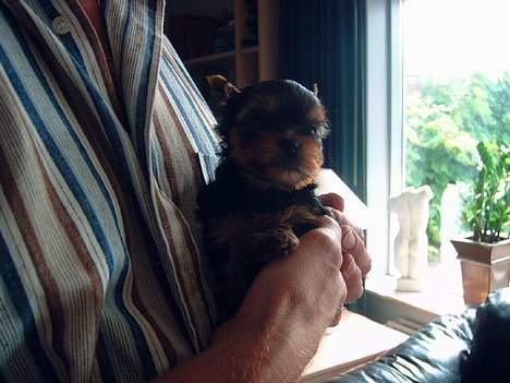 Yorkshire terrier Futte         "RIP" - Det her er fra første gang Far kom og besøgte mig...! billede 8