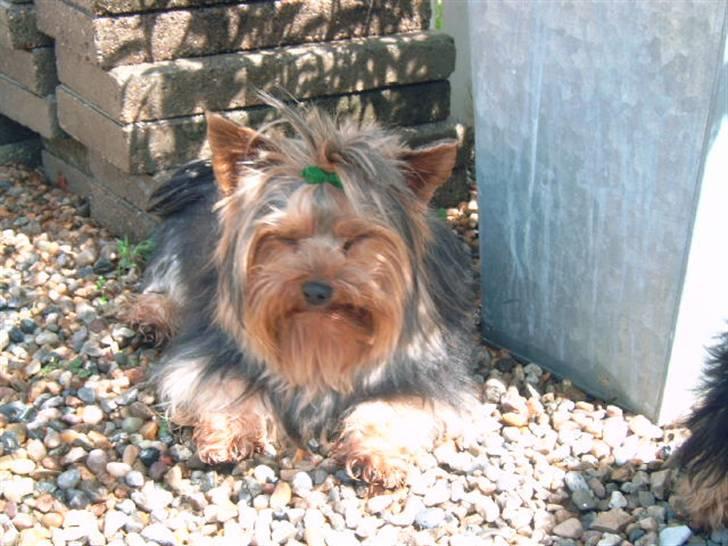 Yorkshire terrier Futte         "RIP" - Uha moar skal ta billeder konstant ...Hmm billede 9
