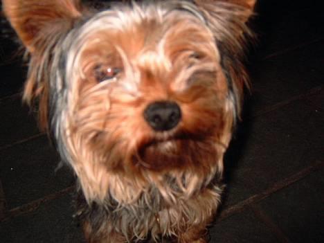 Yorkshire terrier Futte         "RIP" - Øhhh hejsa.. billede 10