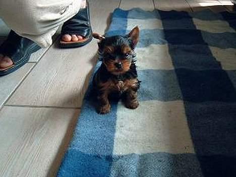 Yorkshire terrier Futte         "RIP" - Meeeen sød ser jeg da osse ud , ikk? billede 11