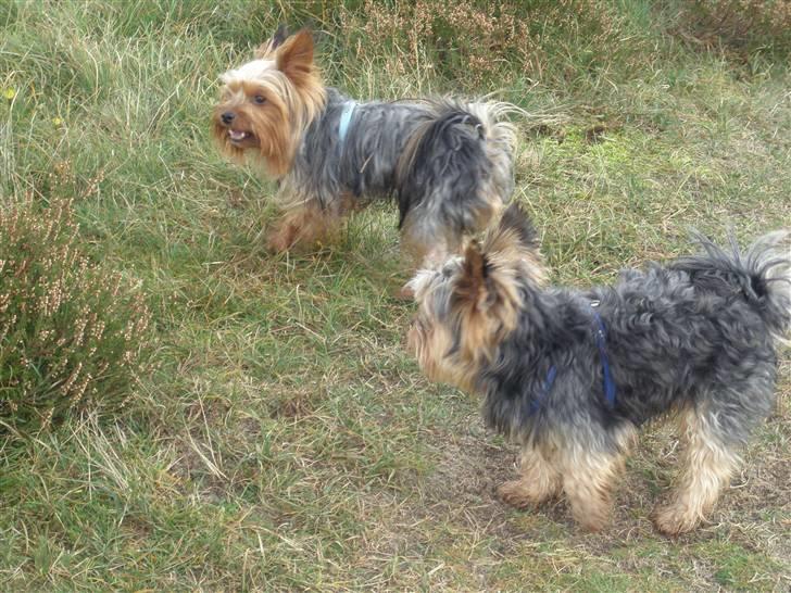 Yorkshire terrier Futte         "RIP" - Futte og sønnen Amigo ved Flyndersø.. billede 12