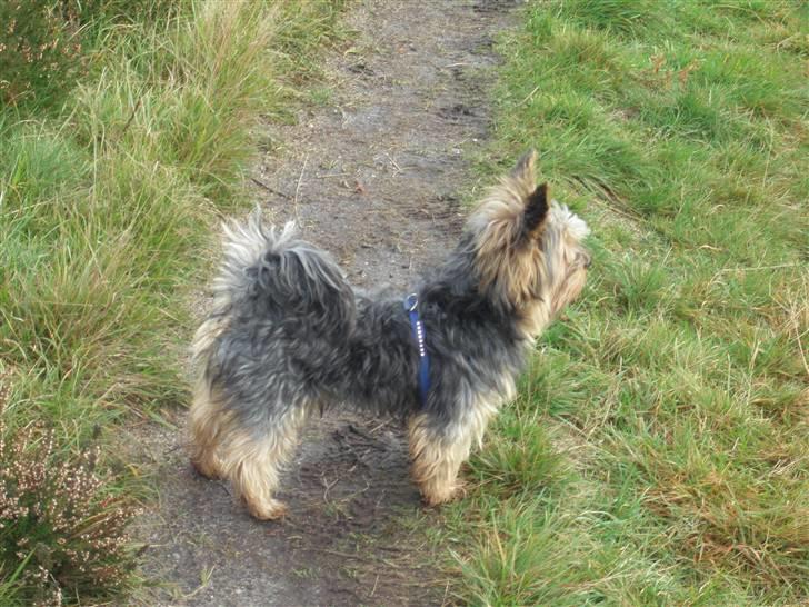 Yorkshire terrier Futte         "RIP" - Futte på tur ved Flyndersø... billede 13
