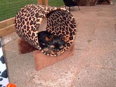 Yorkshire terrier Futte         "RIP" - Uhmm..mon den her "ting" er til mig at sove i...? billede 14