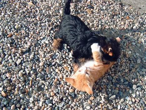 Yorkshire terrier Futte         "RIP" - Lærte fra lille at kunne "lege" med misserne...! billede 16