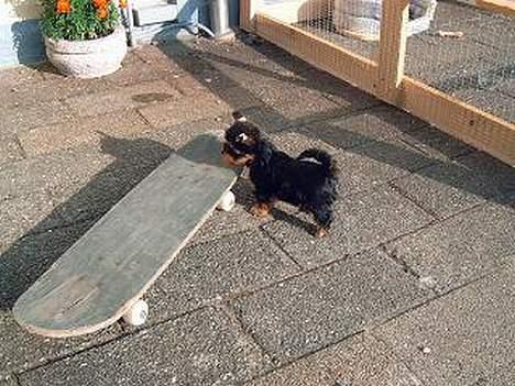 Yorkshire terrier Futte         "RIP" - Morten´s skateboard!!! Mon jeg kan være med på den??? billede 17