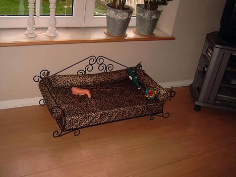 Yorkshire terrier Futte         "RIP" - Her gemmer jeg osse mit legetøj... billede 18