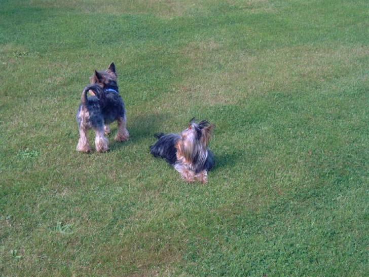Yorkshire terrier Futte         "RIP" - Futte (stående) og hans søn Felix (liggende)  billede 19