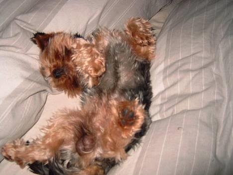 Yorkshire terrier Futte         "RIP" - Uhmmm , her er min faste plads...mellem far og mor! billede 20