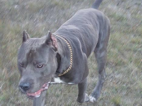 Amerikansk staffordshire terrier Bonzo *Himmelhund, den smukkeste af alle* - Bonzo ude i kridtgraven billede 17