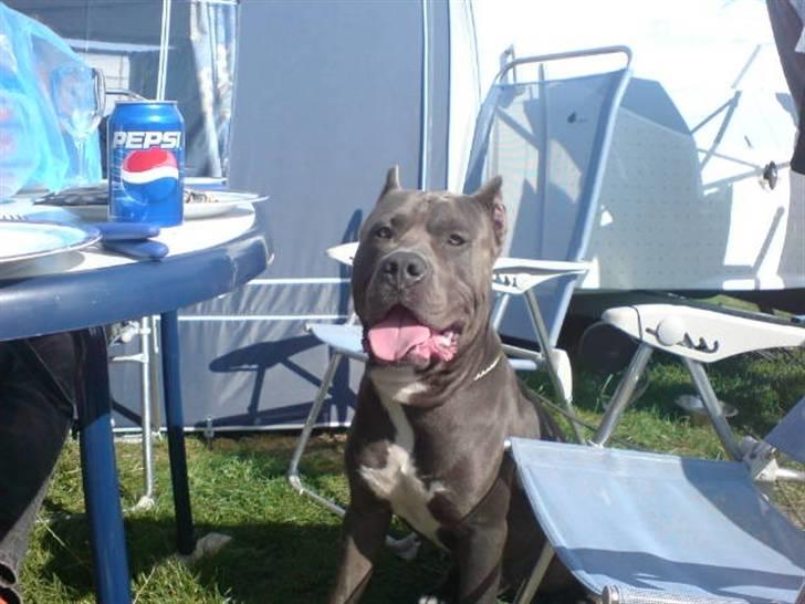 Amerikansk staffordshire terrier Bonzo *Himmelhund, den smukkeste af alle* - Kongen af campingpladsen :O) billede 18