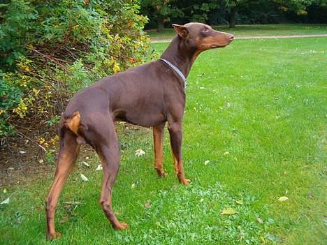 Dobermann Bimse billede 13