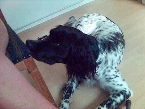 Grosser Münsterländer Aro - Nææhhh, jeg tigger skam ikke - har aldrig gjort det og vil heller ikke kunne finde på det! billede 2