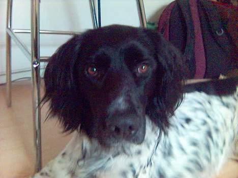 Grosser Münsterländer Aro - Uimodståelig - ikke sandt! billede 3