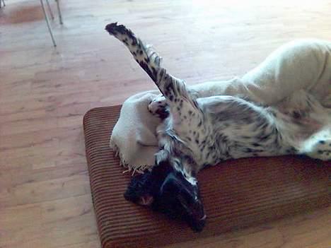 Grosser Münsterländer Aro - Der findes næsten ikke en måde, jeg ikke kan sove på billede 4