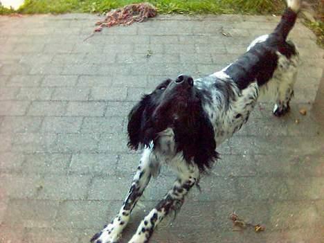 Grosser Münsterländer Aro - Jeg starter dagen med at strække kroppen helt ud, så er jeg nemlig klar til at sove igen billede 5