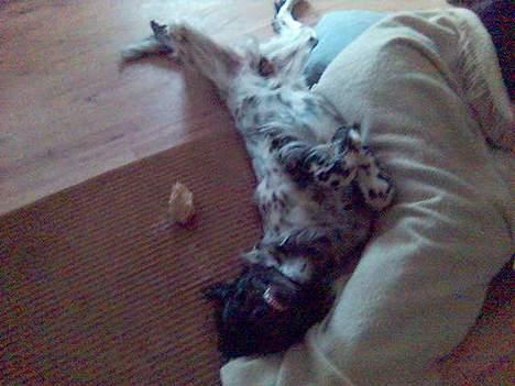 Grosser Münsterländer Aro - Zzzzzzzz! billede 6