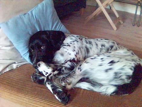 Grosser Münsterländer Aro - Er det måske ikke en hunds ret at have en madras og en pude, når man skal hvile sig? billede 7