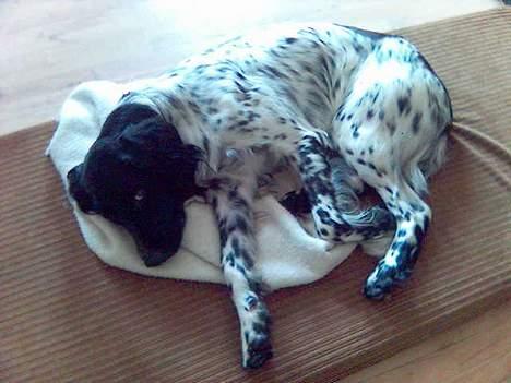 Grosser Münsterländer Aro - Efter en hård dag, kan man jo altid tage sig en lur på tæppet  billede 8