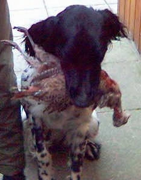 Grosser Münsterländer Aro - Frygtløs sprang jeg på den, knækkede dens hals og bragte den bloddryppende til min tidligere jagtmakker. Jeps jeg klarede det hele selv - som en rigtig jagthund. Dog er mine jagt-triumfer sjældne, da jeg mangler en at gå på jagt med. Piv og snøft! billede 9