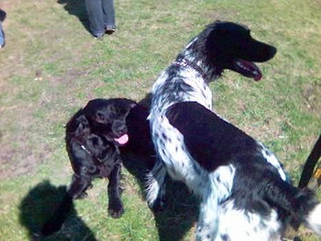Grosser Münsterländer Aro - Man skal jo også huske at bruge lidt tid sammen med kæresten billede 10