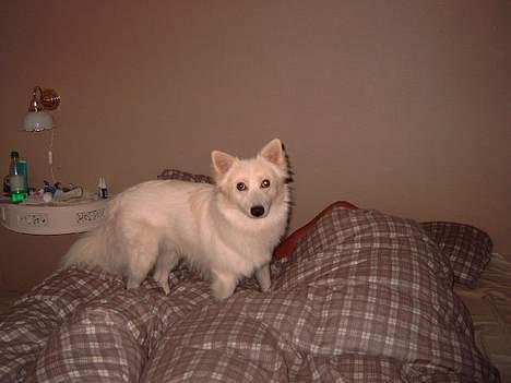 Blanding af racer Bailey - ups moar....øhhh, meeen øhhh far er her osse! billede 8