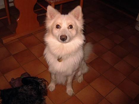 Blanding af racer Bailey - Ja , nu er jeg så 1½ år gammel... billede 9