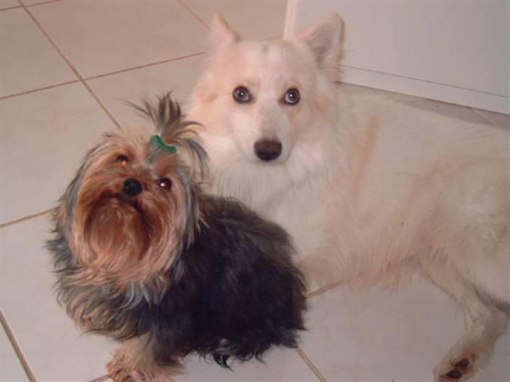 Blanding af racer Bailey - Her er smukke Bailey sammen med flotte Futte. Begge tre år gamle.. billede 10